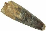 Bargain, Fossil Spinosaurus Tooth - Real Dinosaur Tooth #311801-1